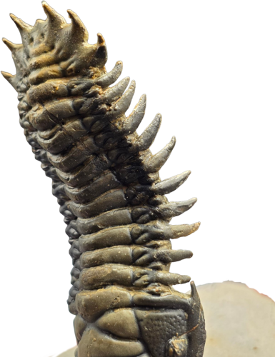 Trilobito (Crotalocephalina gibbosa) fosilija, 10 x 8 cm, Marokas (1)