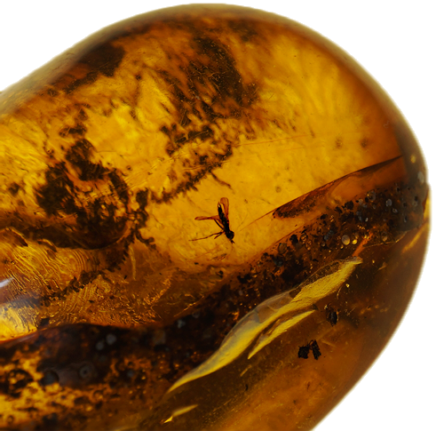 14,75 g Amber Nugget with inclusion (2)
