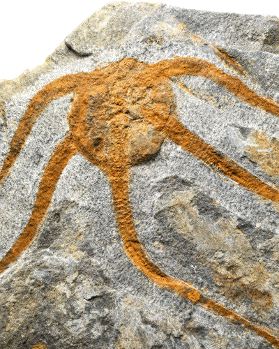 Ofiūros (Ophiuroidea) fosilija, Marokas, Ordovikas, apie 487–443 mln. m. (2)