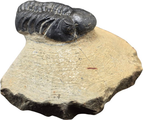 Trilobito (Phacops) fosilija, 5 cm, Marokas (1)