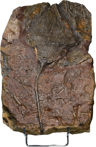 Scyphocrinites elegans krinoido (jūros lelijos) fosilija, 30 x 19 cm, Marokas (1)