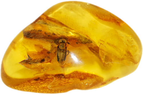 9,85 g Amber Nugget with fly inclusion (1)