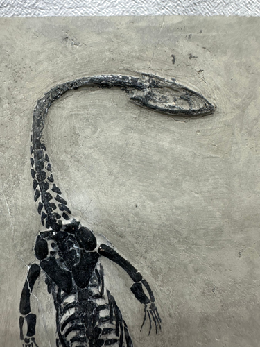 Keichousaurus sp. roplio fosilija, 17,5 x 10,5 cm, Kinija (2)