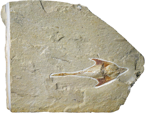 Фосилия на рибата Coccodus (1)