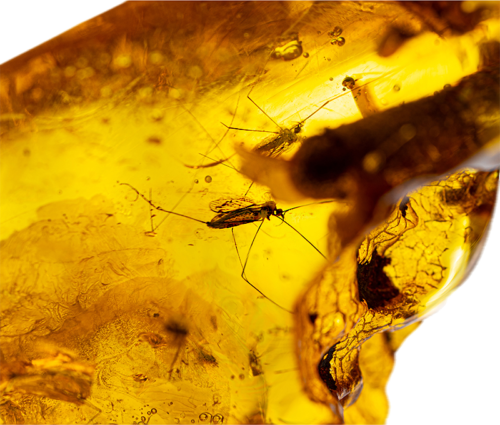 29,90 g Gintaro grynuolis su inkliuzu (2)