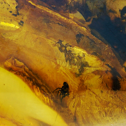 8,75 g Amber Nugget with inclusion (2)