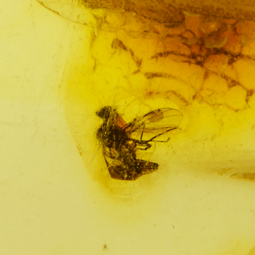 Самородок янтаря с инклюзом 9,65 г (4)