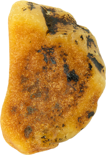 11,40 g Jūrinio Gintaro grynuolis (2)