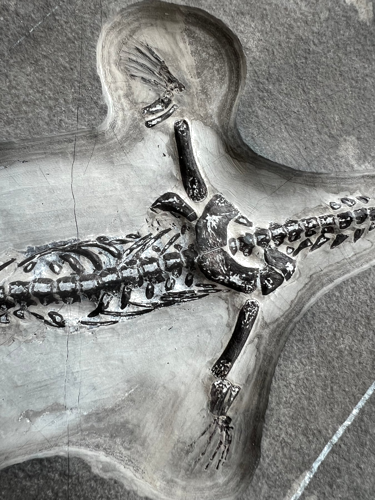 Keichousaurus roplio fosilija, 29,2 x 20,1 cm, Kinija (3)