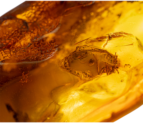 18,20 g Amber Nugget with inclusion (2)