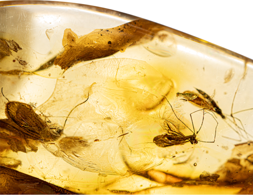 17,60 g Gintaro grynuolis su inkliuzu (3)