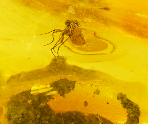 16,30 g Gintaro grynuolis su inkliuzais (2)