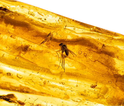 14,80 g Amber Nugget with inclusion (2)