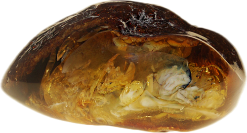 32,20 g  Amber Nugget (1)