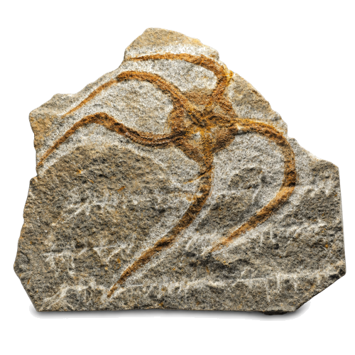 Gyvatžvaigždės fosilija (Ophiuroidea), Marokas, Ordovikas, 485–444 mln. metų (1)