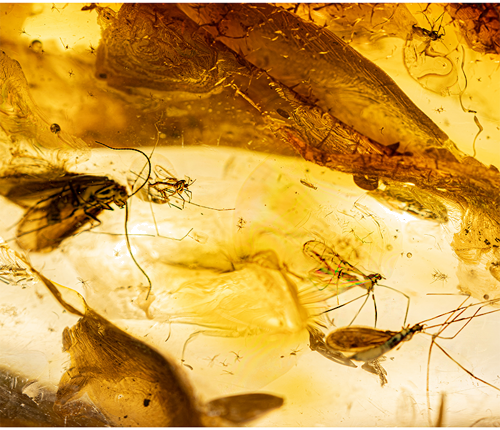 17,60 g Amber Nugget with fly inclusion (2)