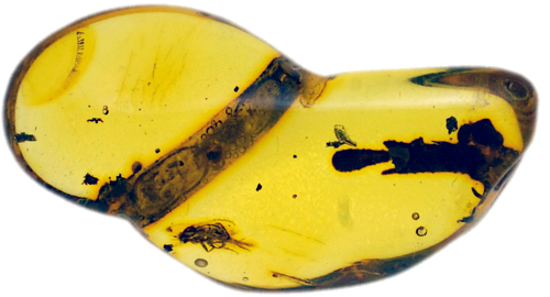 2,35 g Amber Nugget with inclusions (1)