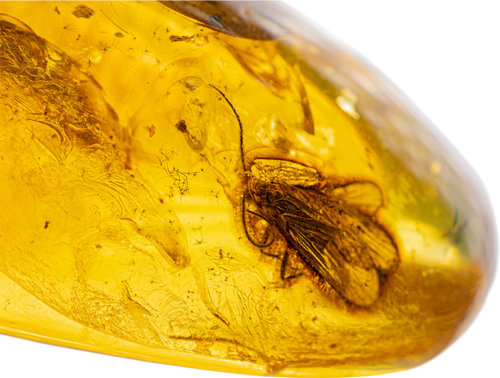 25,65 g Gintaro grynuolis su inkliuzu (2)