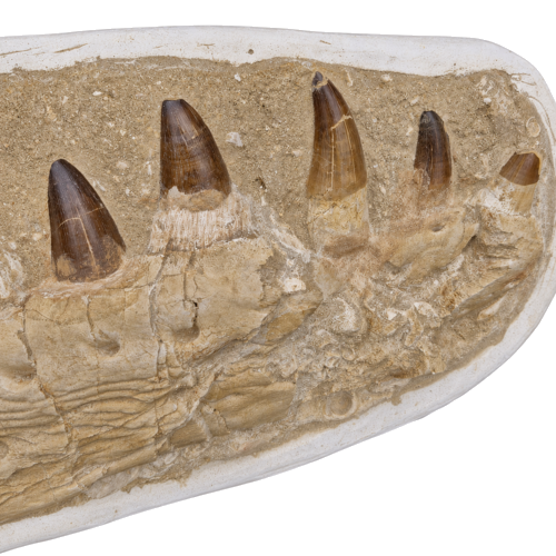Mozazauro (Mosasauridae) žandikaulis su 11 fosilinių dantų, Marokas, 72–66 mln. metų (2)
