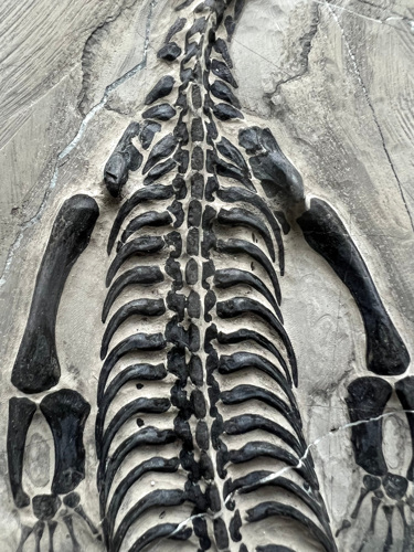 Ископаемая рептилия (Keichousaurus), Китай, ~242–237 млн лет (2)