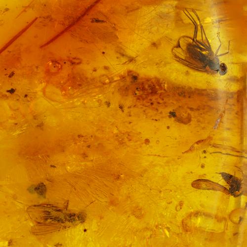 9,35 g Amber nugget with inclusions (2)