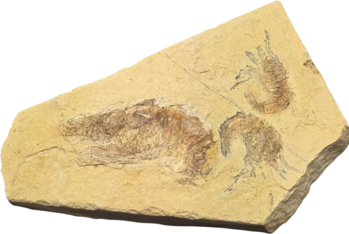 Carpopenaeus callirostris krevečių fosilija, 13 cm, Libanas (1)