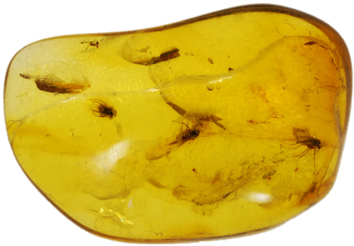 1,80 g Gintaro grynuolis su inkliuzu (1)