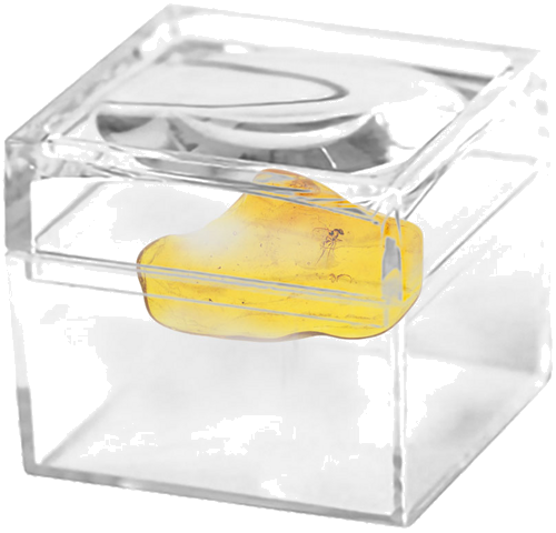 1,80 g Gintaro grynuolis su inkliuzu (2)