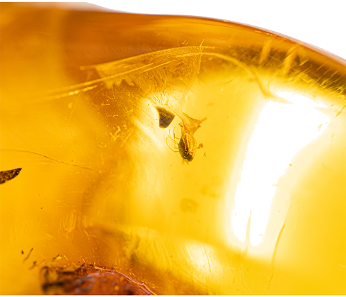 14,05 g Amber Nugget with inclusion (2)