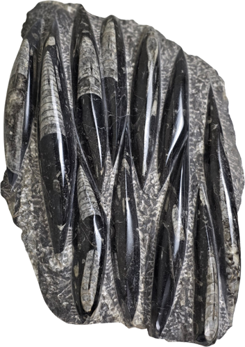 Orthoceras moliuskų fosilija, 28 x 21 cm, Marokas (1)