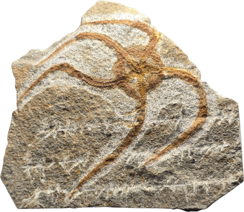 Jūros žvaigždės fosilija, 12 cm, Marokas (1)