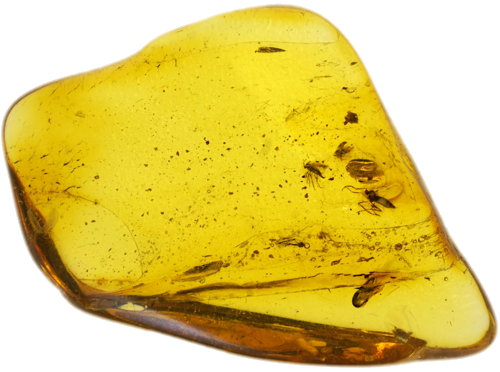 5,00 g Amber Nugget with inclusion (1)