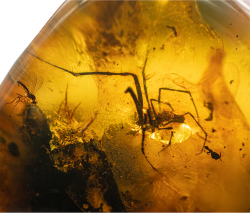 97,30 g Amber Nugget with inclusion (2)