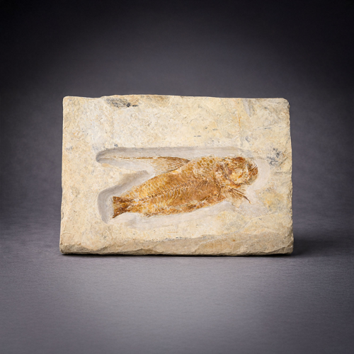 Фосил на лъчеперка (Nematonotus), късна юра, ~163,5–145 млн. години (2)