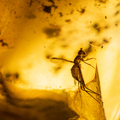 89,10 g Amber Nugget with inclusion (2)
