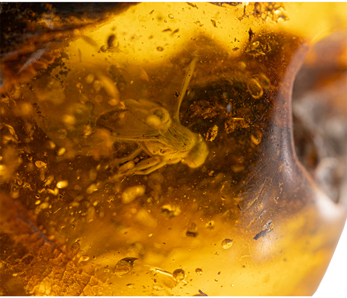 Самородок янтаря с инклюзом мухи 22,70 г (1)