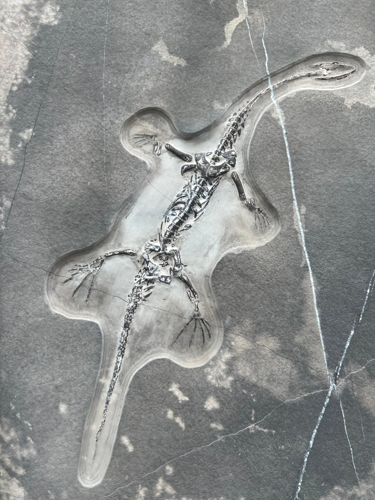 Keichousaurus roplio fosilija, 29,2 x 20,1 cm, Kinija (2)