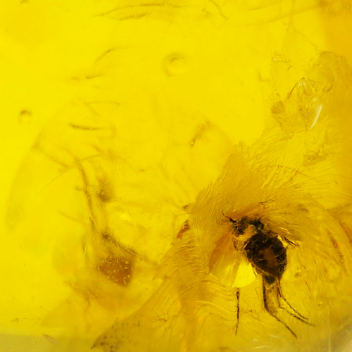 10,90 g Amber Nugget with inclusion (2)