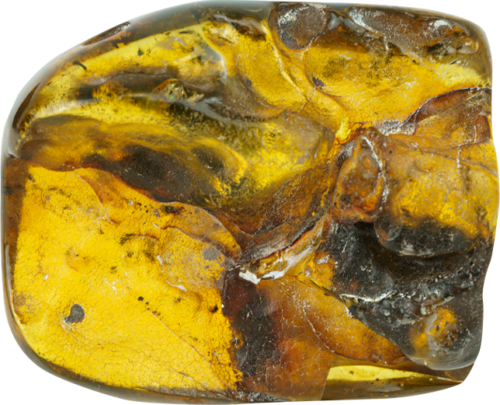 34.20 g Amber nugget (3)