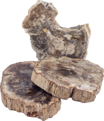 Petrified wood (1)
