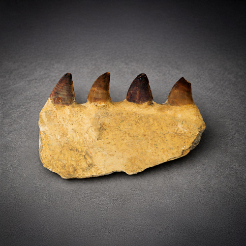 Mosasauro (Mosasaurus beaugei) žandikaulis su dantimis, Marokas (3)