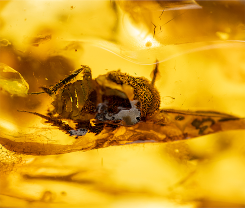 28,20 g Amber Nugget with bug inclusion (1)