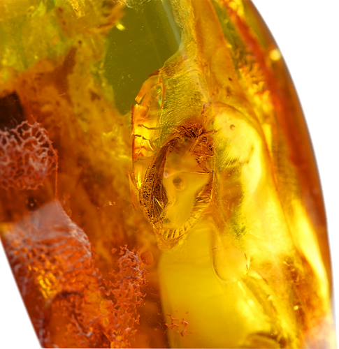 18,20 g Amber Nugget with inclusion (3)