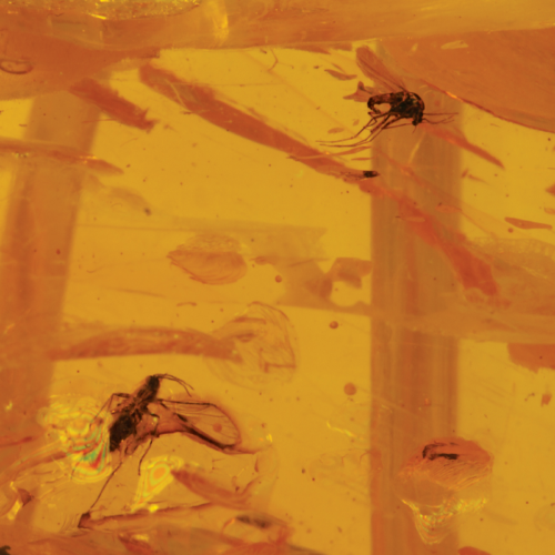 13,75 гр. Самороден кехлибар с фосил (2)