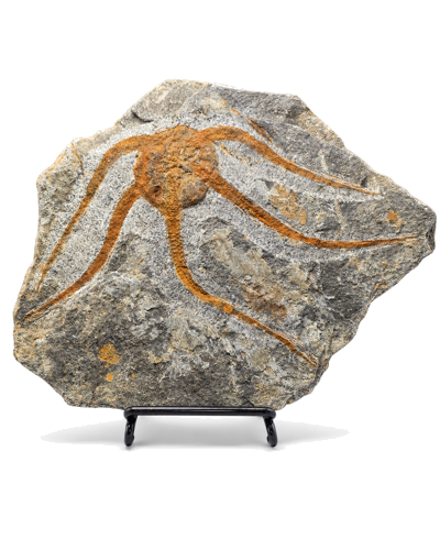 Ofiūros (Ophiuroidea) fosilija, Marokas, Ordovikas, apie 487–443 mln. m. (1)