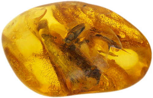 9,85 g Amber Nugget with fly inclusion (3)