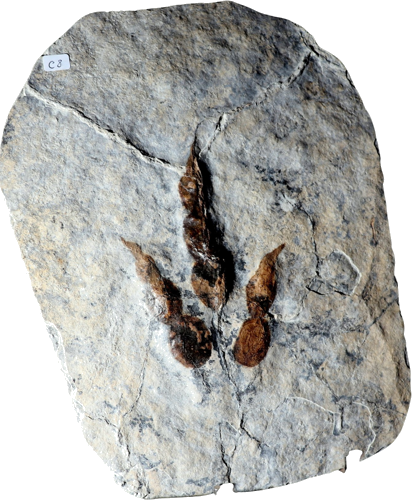 Grallator dinosaur footprint fossil, 13 cm, France (1)