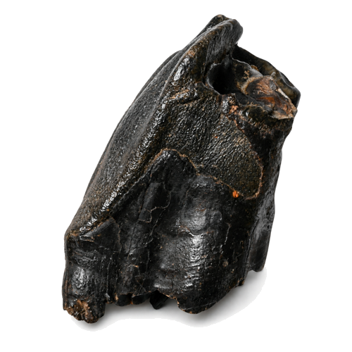 Gauruotojo raganosio danties fosilija (Coelodonta antiquitatis), Amūro regionas, apie 400–14 tūkst. metų. (2)