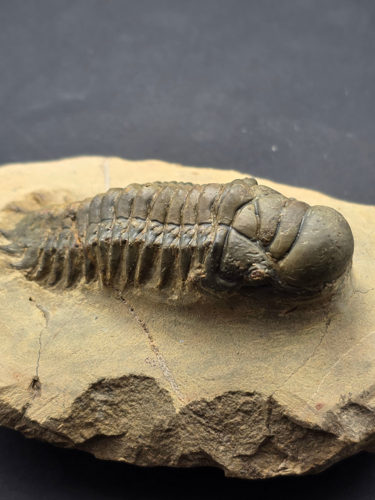Trilobito (Crotacephalina gibbosa) fosilija, 10 cm, Marokas (1)