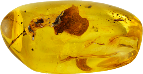 22,15 g Amber Nugget with fly inclusion (3)